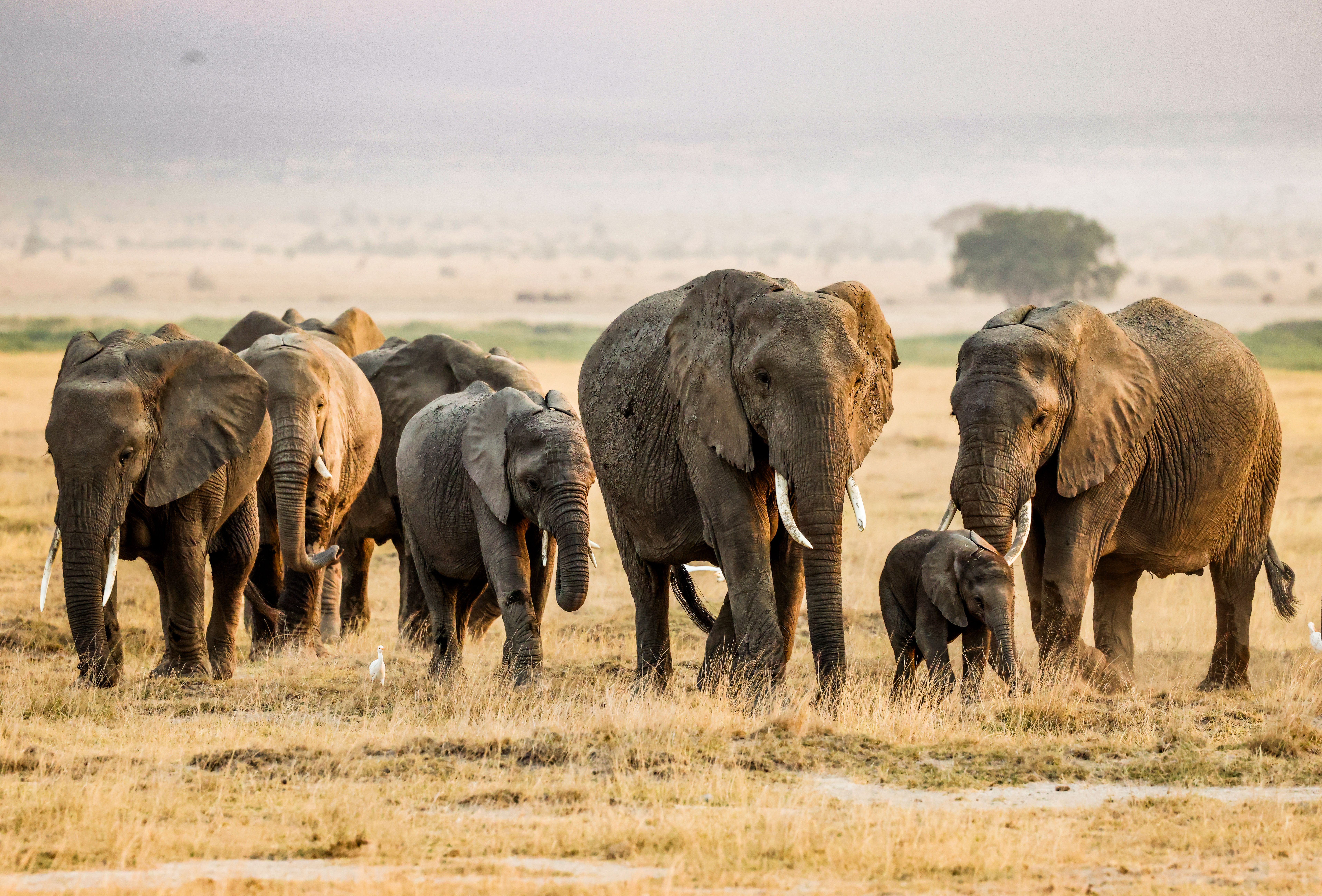 Amboseli